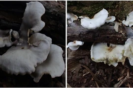 Cận cảnh 2 loài nấm phát sáng mới tìm thấy ở VQG Bái Tử Long