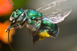 Loài ong đỏm dáng nhất thế giới, đẹp gây mê