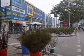 Đào quất xuống phố, chiếm vỉa hè Hà Nội