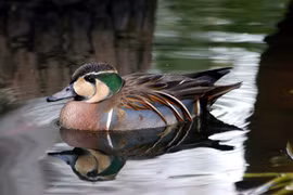 Loài chim nhỏ bé khiến phi công Nhật toát mồ hôi