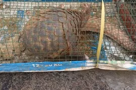 Đặt lồng bắt cua, người dân Đà Nẵng phát hiện động vật quý hiếm