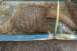 Đặt lồng bắt cua, người dân Đà Nẵng phát hiện động vật quý hiếm