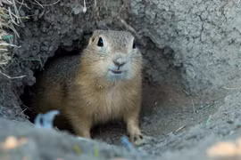 Sóc đất hoành hành khắp thành phố Mỹ, người dân sống trong lo sợ