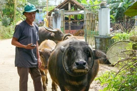 Con trâu độc lạ có cặp sừng hình chữ 'O' gây sốt Đà Nẵng