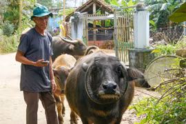 Con trâu độc lạ có cặp sừng hình chữ 'O' gây sốt Đà Nẵng