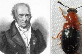 Nhà côn trùng học nổi tiếng thoát chết thần kỳ nhờ 'cứu tinh' nhỏ bé