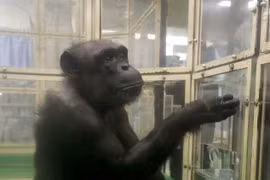 Tinh tinh Ai được công nhận là 'thiên tài' qua đời ở tuổi 49