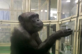 Tinh tinh Ai được công nhận là 'thiên tài' qua đời ở tuổi 49