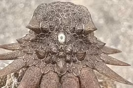 Chuyên gia phát hiện bí mật bất ngờ về sinh vật độc nhãn