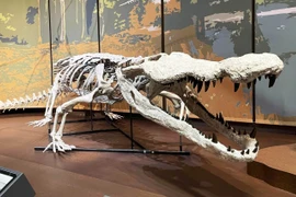 'Hồi sinh' loài cá sấu cổ đại ăn thịt cả khủng long