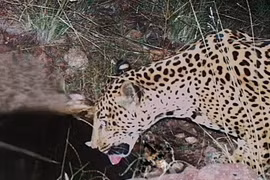 Phát hiện cá thể báo đốm chưa từng thấy xuất hiện liên tục