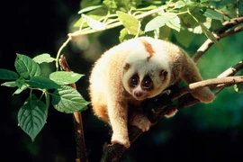 Điểm danh loài linh trưởng quý hiếm Việt Nam khiến thế giới kinh ngạc