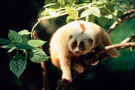 Điểm danh loài linh trưởng quý hiếm Việt Nam khiến thế giới kinh ngạc