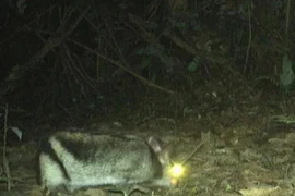 Bẫy ảnh phát hiện thỏ sọc Trường Sơn ở Khe Nước Trong