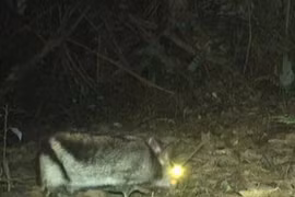 Bẫy ảnh phát hiện thỏ sọc Trường Sơn ở Khe Nước Trong