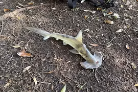 Kinh hoàng khoảnh khắc cá mập đầu búa rơi từ trên trời xuống