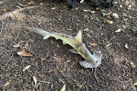 Kinh hoàng khoảnh khắc cá mập đầu búa rơi từ trên trời xuống