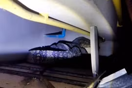 Nghe tiếng động trên trần nhà, tá hỏa thấy "quái thú" khủng