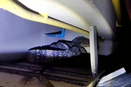 Nghe tiếng động trên trần nhà, tá hỏa thấy "quái thú" khủng