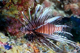 Loài cá sư tử có vẻ đẹp bắt mắt nhưng gây hại ở Đại Tây Dương