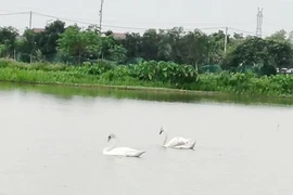 Ngỡ ngàng đôi thiên nga trắng muốt ở hồ Bắc Ninh, quý hiếm hay không?