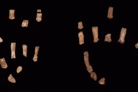 Mẫu bàn tay hóa thạch người cổ đại hé lộ bí mật bất ngờ