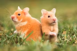 Chúc mừng 4 con giáp được sao Tài lộc chiếu mệnh tháng 7