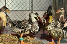 22 cá thể vịt đi lạc vào resort 5 sao được gắn mã định danh