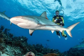 Vì sao nhiều cá mập nhiễm cocaine và dược phẩm trong máu?