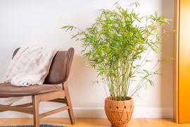 Loài cây lá nhỏ mang năng lượng bình an, tĩnh tại hiếm có