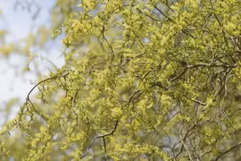 Cây cảnh độc lạ lá xanh như ngọc, rước may vào nhà năm mới