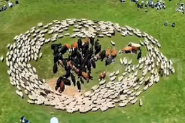 Sự thật đàn cừu đi vòng tròn quanh bò gây hoang mang tại Trung Quốc