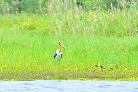 Già đẫy Java bất ngờ xuất hiện sau nhiều năm vắng bóng