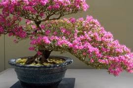  Vì sao ngày càng ít người trồng hoa đỗ quyên trong nhà?