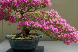  Vì sao ngày càng ít người trồng hoa đỗ quyên trong nhà?