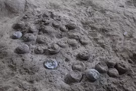 Tò mò hóa thạch trứng khủng long gần 86 triệu năm tuổi