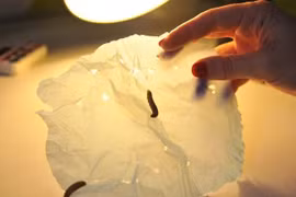 Kỳ lạ loài sâu ăn nhựa, phân hủy túi nilon chỉ 24 giờ