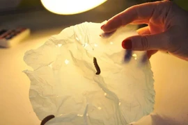 Kỳ lạ loài sâu ăn nhựa, phân hủy túi nilon chỉ 24 giờ