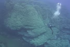 Cụm san hô Porites rus lớn nhất thế giới mọc cạnh miệng núi lửa ngầm