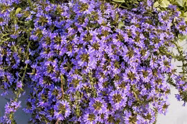 Cây cảnh phong thủy hoa xanh biếc, thu hút vận khí thịnh vượng