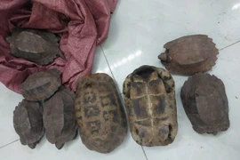 8 cá thể rùa quý hiếm xuất hiện bên đường ở Đắk Lắk quý hiếm thế nào?