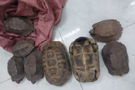 8 cá thể rùa quý hiếm xuất hiện bên đường ở Đắk Lắk quý hiếm thế nào?