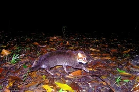 Loài mèo quý hiếm 'tái xuất' thần kỳ sau 30 năm tuyệt tích