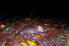 Loài mèo quý hiếm 'tái xuất' thần kỳ sau 30 năm tuyệt tích