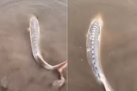 Câu được con cá màu trắng toát, vì sao thanh niên lập tức thả ra?