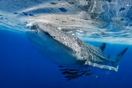 Lần đầu ghi nhận cá mập voi bơi từ quốc gia này sang quốc gia khác