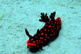 Phát hiện ít nhất 20 loài mới ở vùng biển sâu Thái Bình Dương