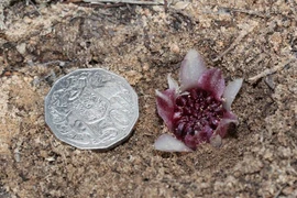 Độc lạ loài lan sống và nở hoa dưới lòng đất