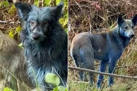 Lần đầu tiên phát hiện chó lông xanh tại khu vực Chernobyl