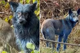 Lần đầu tiên phát hiện chó lông xanh tại khu vực Chernobyl